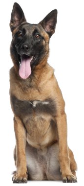 Belgian Shepherd Dog, 9 months old, sitting in front of white background clipart