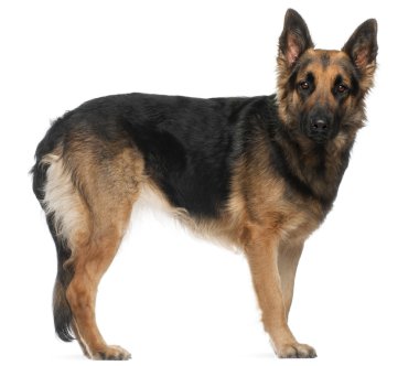 German Shepherd Dog, 2 years old, standing in front of white background clipart