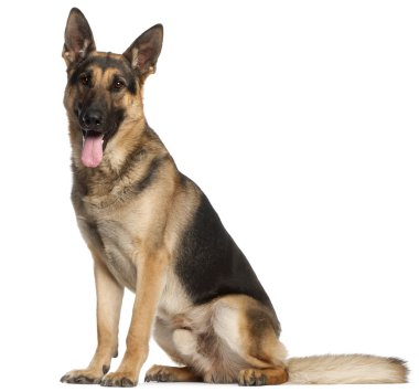 German Shepherd Dog, 2 years old, standing in front of white background clipart