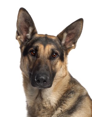 German Shepherd Dog, 2 years old, standing in front of white background clipart