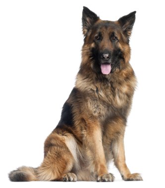 German Shepherd Dog, 4 years old clipart