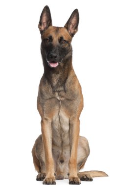 Belgian Shepherd Dog, 2 years old, sitting in front of white bac clipart