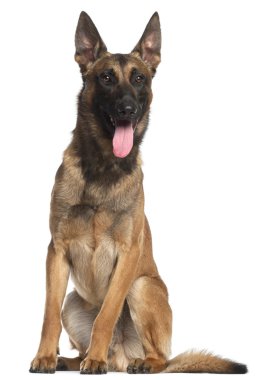 Belgian Shepherd Dog, 12 months old clipart