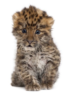 Amur leopard cub, Panthera pardus orientalis, 6 weeks old, in front of white background clipart