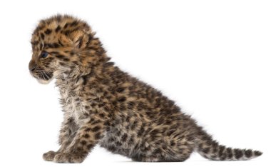 Amur leoparı yavrusu, panthera pardus orientalis, 6 hafta yaşlı, beyaz arka plan