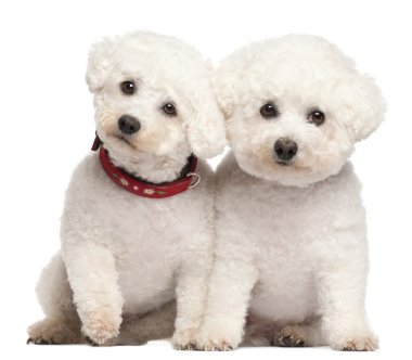 Bichon Fris, 9 and 7 years old, in front of white background clipart