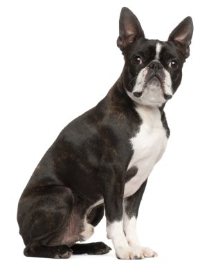 Boston terrier, 1 yaşında, beyaz arka plan oturan