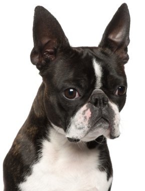 boston Terrier, 1 yıl Beyaz backgr eski, yakın çekim