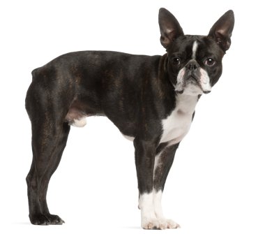 Boston terrier, 1 yaşında, beyaz adam duran