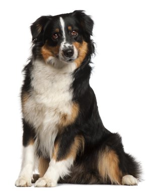 Miniature Australian Shepherd, 2 years old, sitting in front of clipart