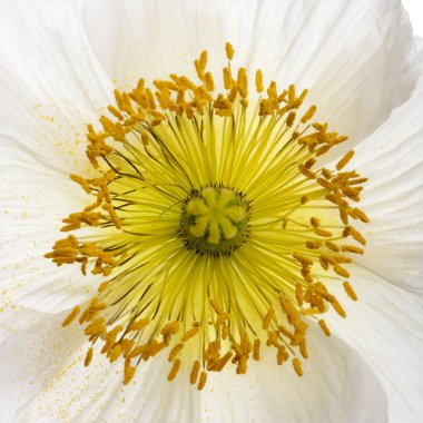 White Alpine poppy, Papaver alpinum, close up clipart