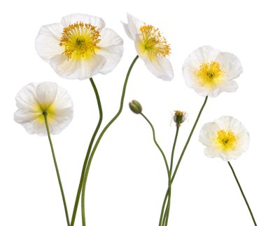 White Alpine poppy, Papaver alpinum, in front of white background clipart