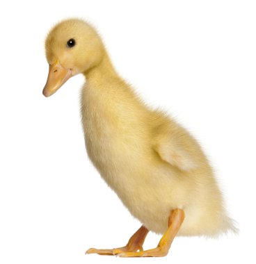 Duckling, 1 week old, standing in front of white background clipart