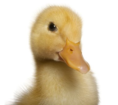 Close-up of Duckling, 1 week old, in front of white background clipart