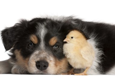 Border Collie puppy, 6 weeks old, playing with chicks clipart