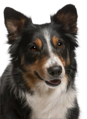 Close-up of Border Collie, in front of white background clipart