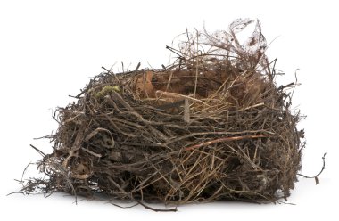 Focus stacking of a Nest of Common Blackbird in front of white background clipart