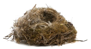 Focus stacking of a Nest of tit in front of white background clipart