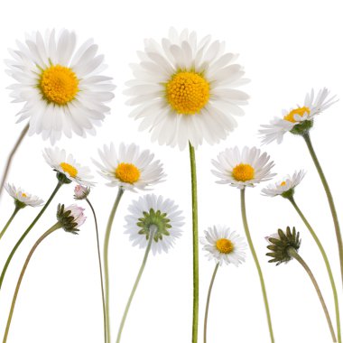 Daisy - Bellis perennis clipart