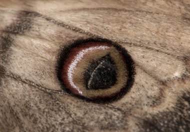 en büyük Avrupa güve, dev tavuskuşu güve, saturnia pyri Close-Up