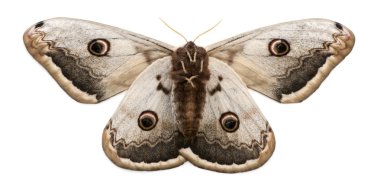 The largest European Moth, the Giant Peacock Moth, Saturnia pyri, in front of white background clipart