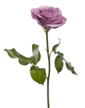 Rose, Rosa aqua, in front of white background clipart