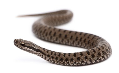 Common European adder or common European viper, Vipera berus, in front of white background clipart