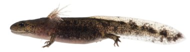 gösterilen dış solungaçları, beyaz arka plan önünde salamandra salamandra salamander larva ateş