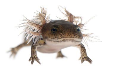 Close-up of Fire salamander larva showing the external gills, Salamandra salamandra, in front of white background clipart