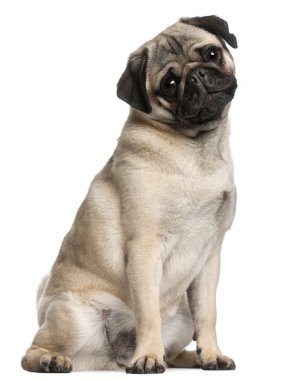 Pug, 8 months old, sitting in front of white background clipart