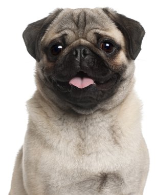 Close-up of Pug, 8 months old, in front of white background clipart