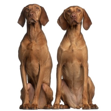 Vizslas, 5 and 2 years old, sitting in front of white background clipart