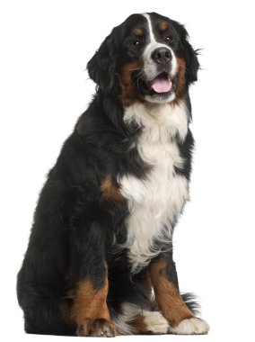 Bernese dağ beyaz arka oturan köpek, 1 yaşında,