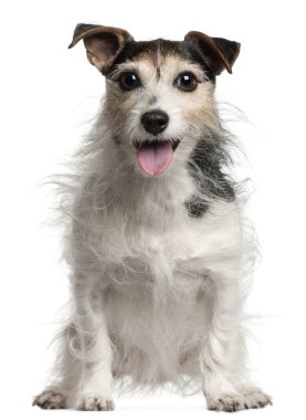 jack Russell terrier, beyaz ba oturan 7 yaşındaki eski,