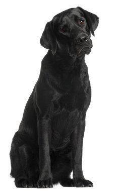 Labrador Retriever, 10 months old, sitting in front of white bac clipart