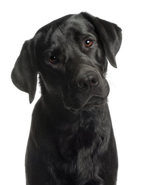 Close-up of Labrador Retriever, 10 months old, in front of white clipart