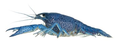 Blue crayfish also known as a Blue Florida Crayfish, Procambarus alleni, in front of white background clipart