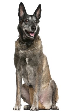 Belgian Shepherd Dog, Malinois, 13 years old, sitting in front o clipart