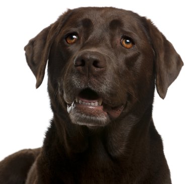 çikolata labrador, 4 yaşında bir çocuk, beyaz b Close-Up