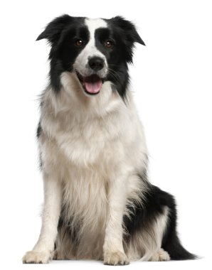 Border Collie, 2 years old, sitting in front of white background clipart