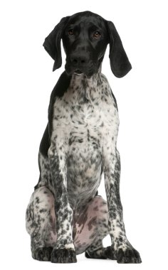 Alman shorthaired pointer yavru köpek, 4 ay yaşlı, önde oturan