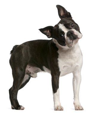 Boston Terrier, 1 year old, standing in front of white backgroun clipart