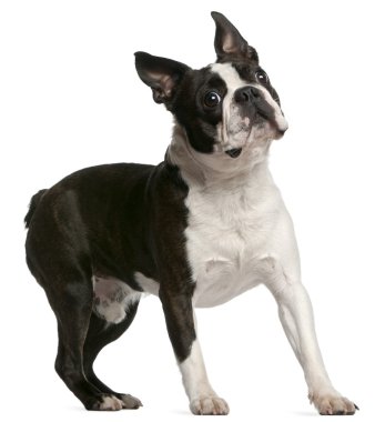 Boston terrier, 1 yaşında, beyaz adam duran