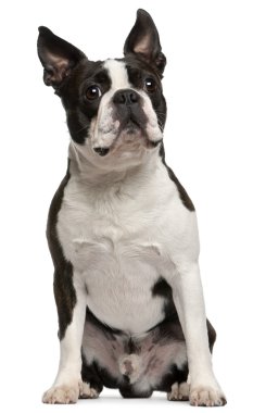 Boston terrier, 1 yaşında, beyaz arka plan oturan