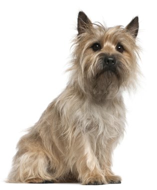 Cairn terrier, 18 ay yaşlı, beyaz bir backgrou oturuyor