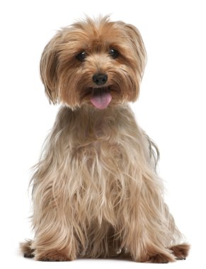 Yorkshire terrier, 14 yıl yaşlı, beyaz bir backg oturuyor