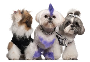 Group of dressed and groomed Shih-tzu's in front of white background clipart