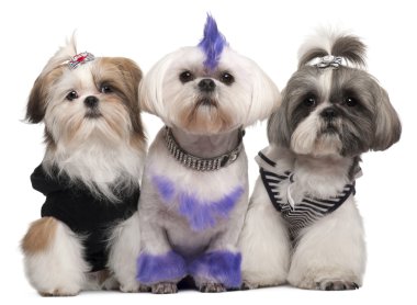 Three Shih Tzus dressed up, 2 years old, 5 months old, and 6 yea clipart
