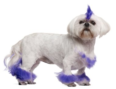 Shih Tzu with purple mohawk, 2 years old, standing in front of w clipart
