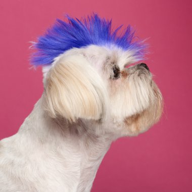 Close-up of Shih Tzu with blue mohawk, 2 years old, in front of clipart